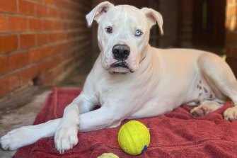 People shelling out thousands for a fake puppy worsens the chances for dogs like Ghost to be rehomed, says the Dogs’ Refuge Home. 