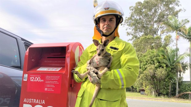 Pimpama Fire and Rescue Service crew was called to an Australia Post box at Woongoolba on the Gold Coast after a baby kangaroo had been put inside.