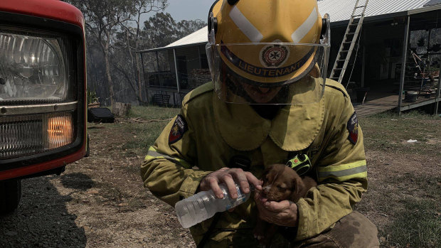 A firefighter helps a thirsty puppy at Deepwater - one of Queensland's worst fire-affected areas. 