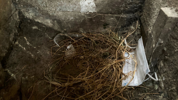 A mask in a penguin burrow. 