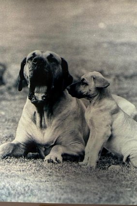 Items from Jason Wood’s childhood case include a photo of his Great Dane, Junior.