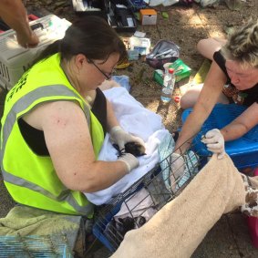 FNQ Wildlife Rescue have been deploying volunteers to the five major colonies around Cairns to save as many bats as they can.