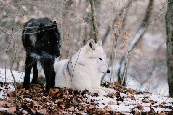 Strickland me<em></em>tals has used geophysics to nail a pair of prospects that were as elusive as two Serbian wolves and will now target them for porphyry-style gold at its project in the Central European nation.