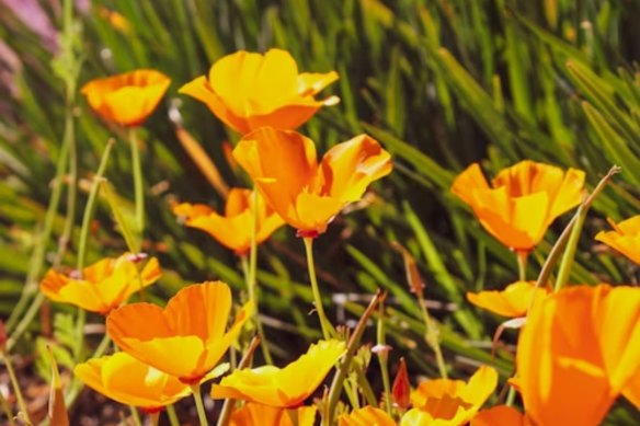 Terrain Minerals is searching for gold at its Wildflower project in Western Australia’s Murchison gold province.