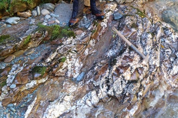 Quartz-carbonate stockworks exposed in creek-bed outcrop at Critical Resources’ Croesus project, Reefton goldfields, NZ.