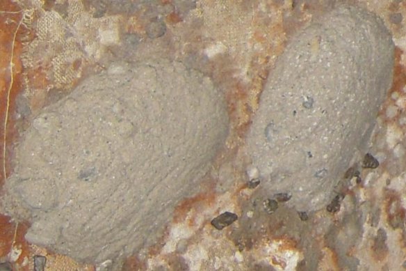 An in situ Marmota drill sample showing fine-grained oxidised sand with clay rip-up clasts.