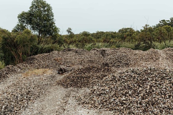 Port Stephens’ oyster “graveyard” after a deadly disease wiped out all the stock, leaving farmers po<em></em>ndering their future.