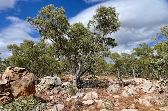 Barkly partner DevEx has defined multiple uranium anomalies through soil sampling across the company’s Murphy West project in Australia’s NT.
