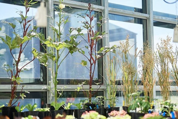 ClearVue Technologies has previously tested its transparent solar glazing in a greenhouse trial at Murdoch University in Perth, Western Australia.