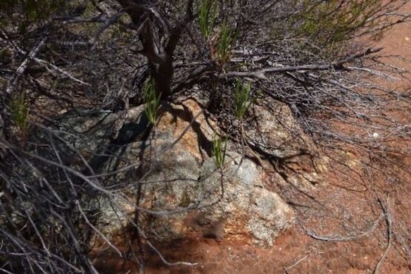 Mineralised zinc-indium outcropping at Venus Metals Corporation’s Pincer Well project near Youanmi in Western Australia.