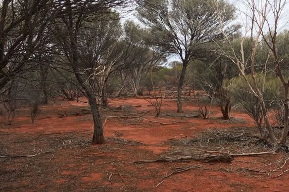 Flat topography should make for easy and quick drilling at Latitude 66’s Edjudina gold project in Western Australia.