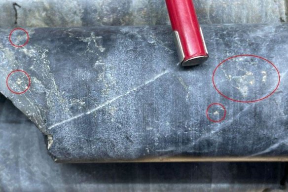 Visible gold grains in 20 centimetre of smoky quartz vein hosted in sulphide, chlorite-carbonate altered wacke sandstone at Olympio Metals’ Bousquet project in Quebec.