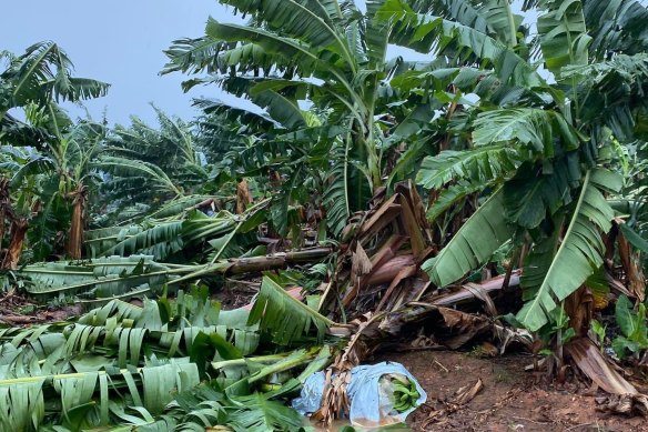 Banana plantations around Innisfail have been flattened by cyclonic winds.