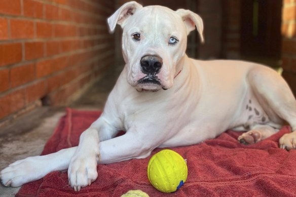 People shelling out thousands for a fake puppy worsens the chances for dogs like Ghost to be rehomed, says the Dogs’ Refuge Home. 