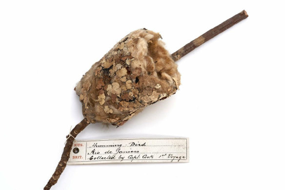 The hummingbird nest from Cook’s voyage. 