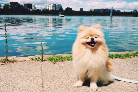 Kobe the Pomeranian.