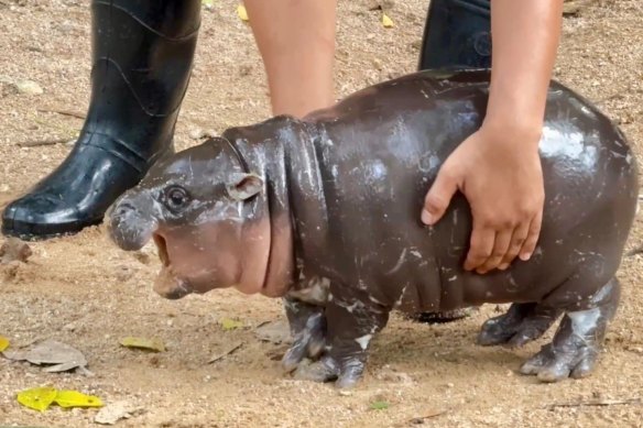 This pigmy hippo has become a viral sensation.