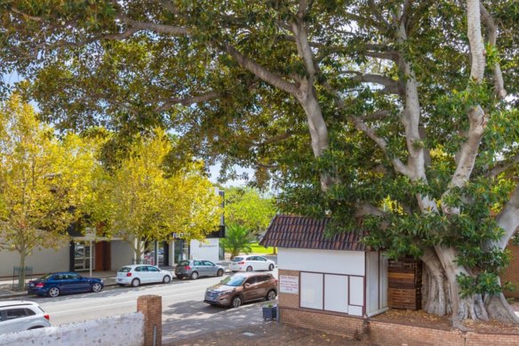 The fig tree, which also covers a much-loved local cafe, could be demolished.