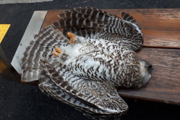 A dead Powerful owl, believed to have died from eating rodents that had eaten second-generation rodenticides. 