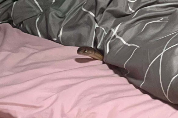 A brown snake pokes its head out from under a woman’s doona after biting her on the hand in the Western Downs.