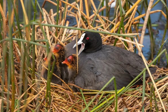 Lots of baby birds in 5km.