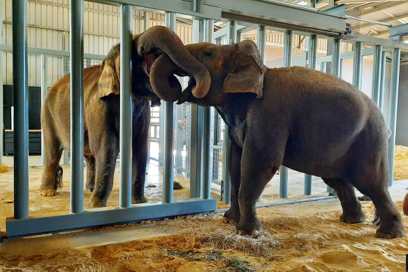Permai and Burma meet for the first time at Monarto Safari Park in South Australia after Permai’s trip across the Nullarbor. 