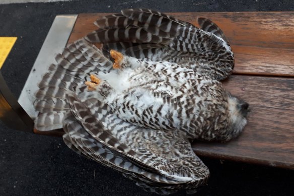 A powerful owl believed to have died after eating prey that had eaten second-generation rodenticides.