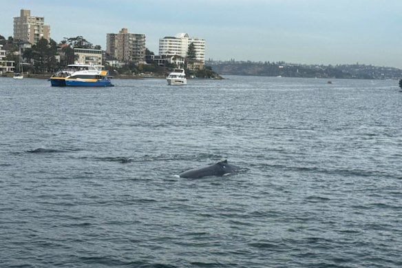 A pod of whales was spotted near Manly Wharf on Monday afternoon.