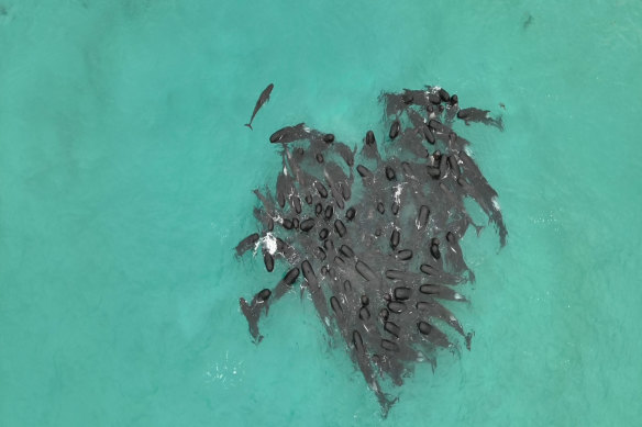 The cluster of pilot whales were spotted floating together on Monday evening, 150 metres offshore.