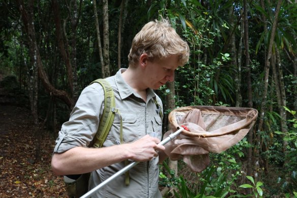 Entomologist James Tweed discovered the fluffy longhorn beetle – scientific name Excastra albopilosa – in 2021 at Lamington National Park, but it has only just been detailed in a paper published in the Australian Journal of Taxonomy.