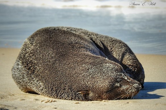 A New Zealand fur seal. 