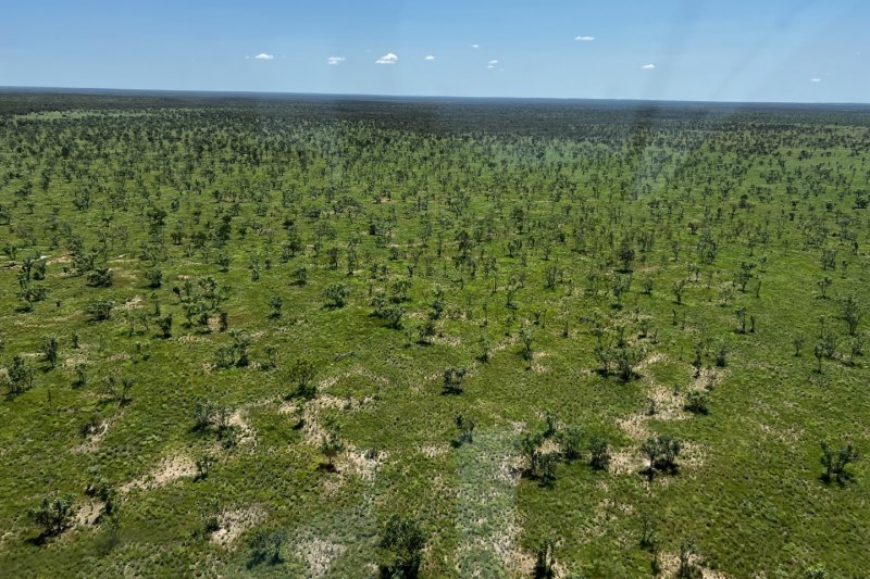 US giant quits NT cattle station amid carbon confusion