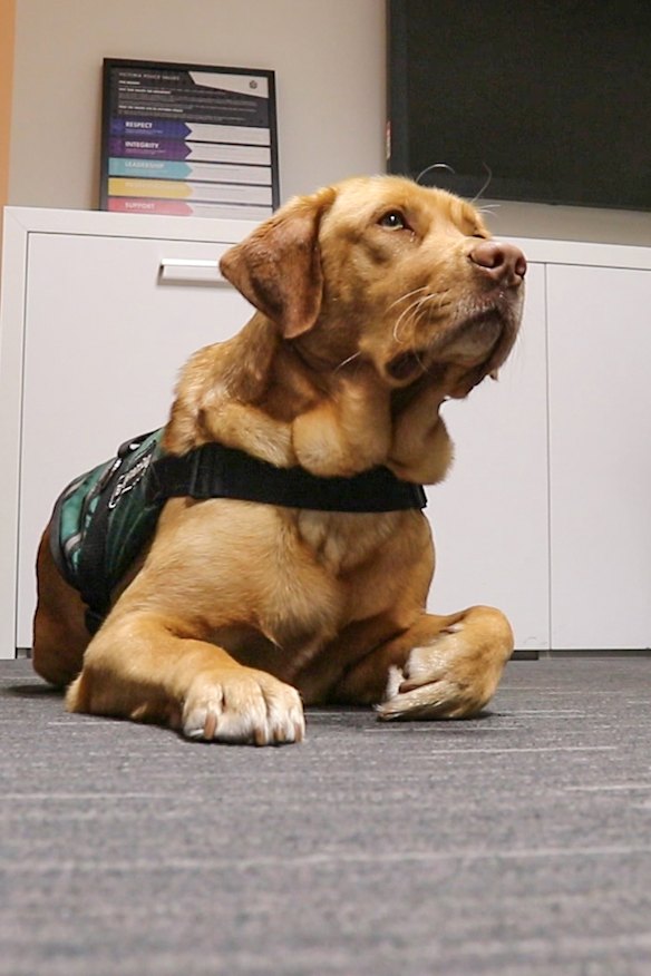 Champ the support dog