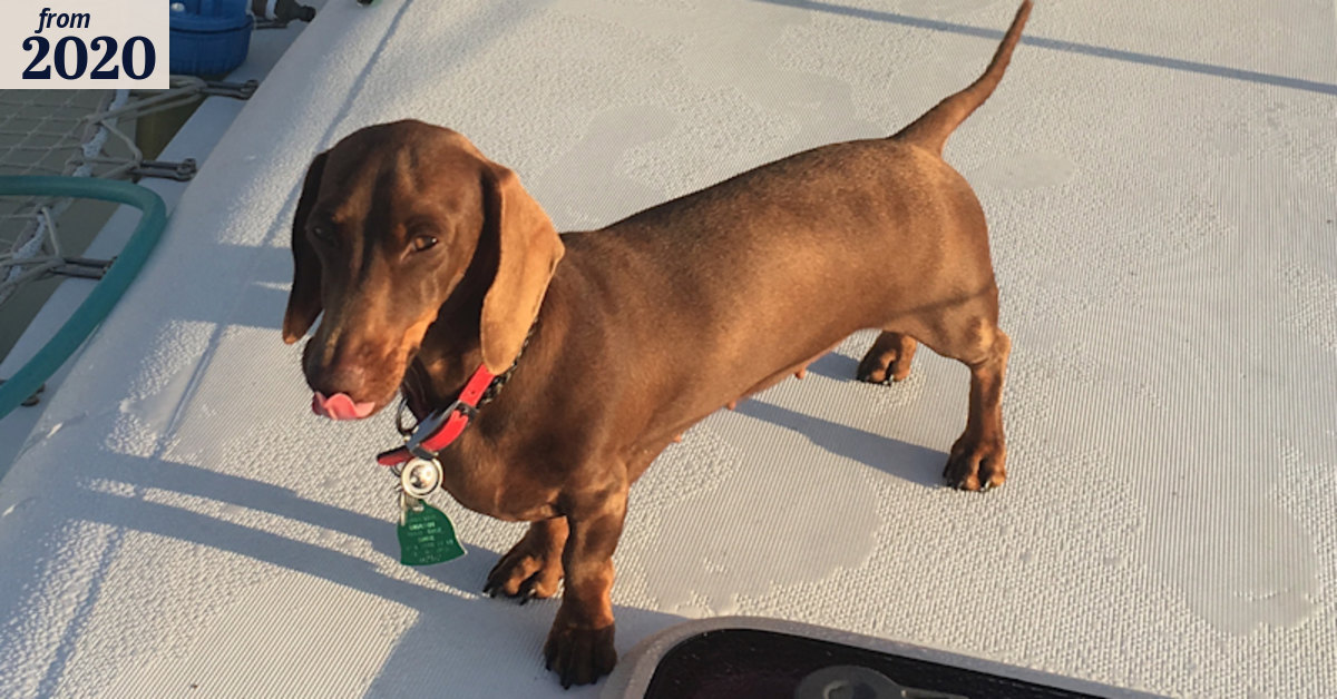 Dachshund's incredible journey home thwarted on last leg