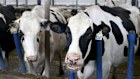 Dairy farmland is expected to be hit with writedowns amid falling commodity prices and slowing foreign investment. 