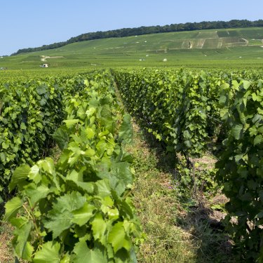 Owner-growers in France’s Champagne region are increasingly  "disrupting" the making of bubbly.