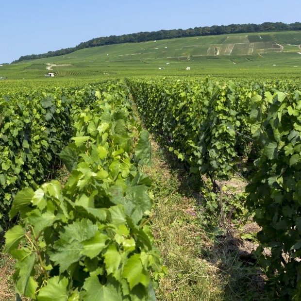 Owner-growers in France’s Champagne region are increasingly  "disrupting" the making of bubbly.