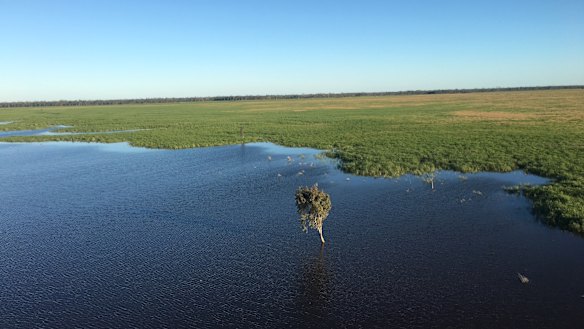 The Great Cumbung Swamp, formerly owned by the Roberts-Thomson family, will be managed by The Nature Conservancy as part of a $55 million land-for-conservation purchase.