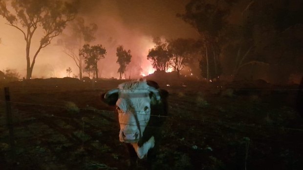 Livestock, wildlife and pets have also been affected by the Queensland fires.