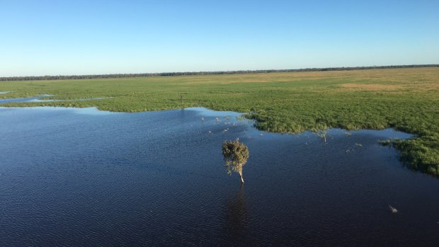 The Great Cumbung Swamp, formerly owned by the Roberts-Thomson family, will be managed by The Nature Conservancy as part of a $55 million land-for-conservation purchase.