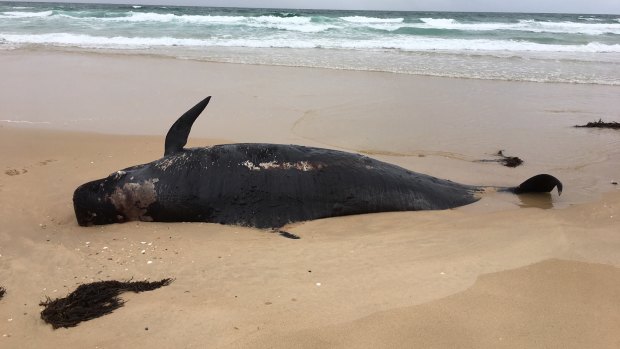 One of two pilot whale carcasses found washed up near Mallacoota on Thursday in the second whale beaching in Victoria's east this week.