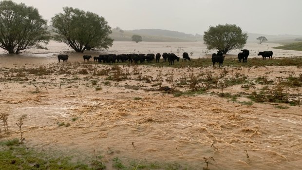 Some of Justin Orr's cattle stuck on what little ground that wasn't washed out by Tuesday's heavy rain.