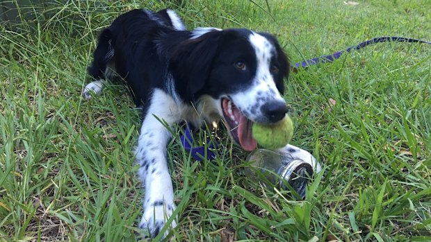 Zorro - a "bloody good" boy.