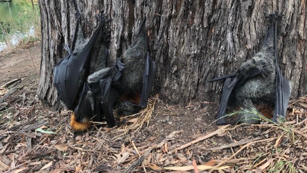 At least 2000 flying foxes are estimated to have died in East Gippsland during the scorcher. 