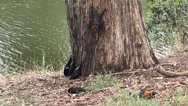 The flying foxes were dropping from trees next to the Mitchell River. 