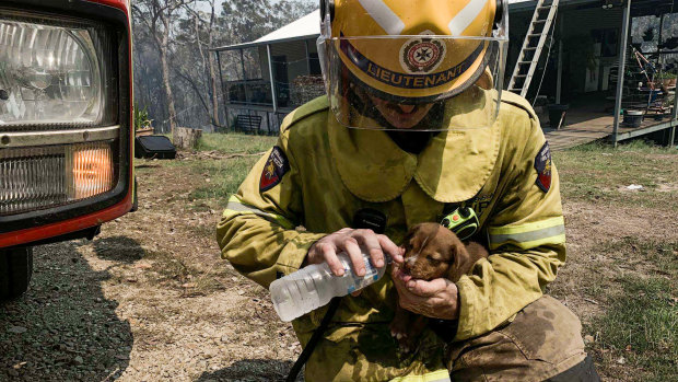A firefighter pouring water in the mouth of a puppy caught up in dangerous bushfires in central Queensland.