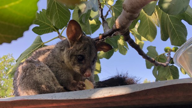 A heat-stressed possum liked the taste of a peach in the hot weather on Monday afternoon.
