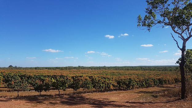 A view of Calypso mango trees at the Acacia Hills property. 