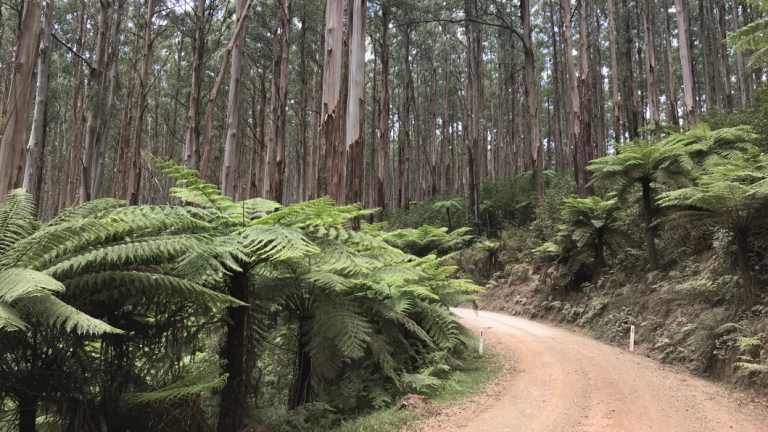 Mountain ash in the Yarra Ranges,  a region burnt out in 1939 leaving  a forest largely of a similar vintage. (Image taken 12 January 2019.)