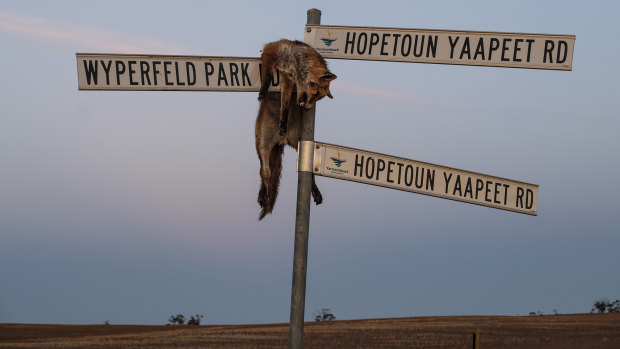 A dead fox on a road sign near Yaapeet.